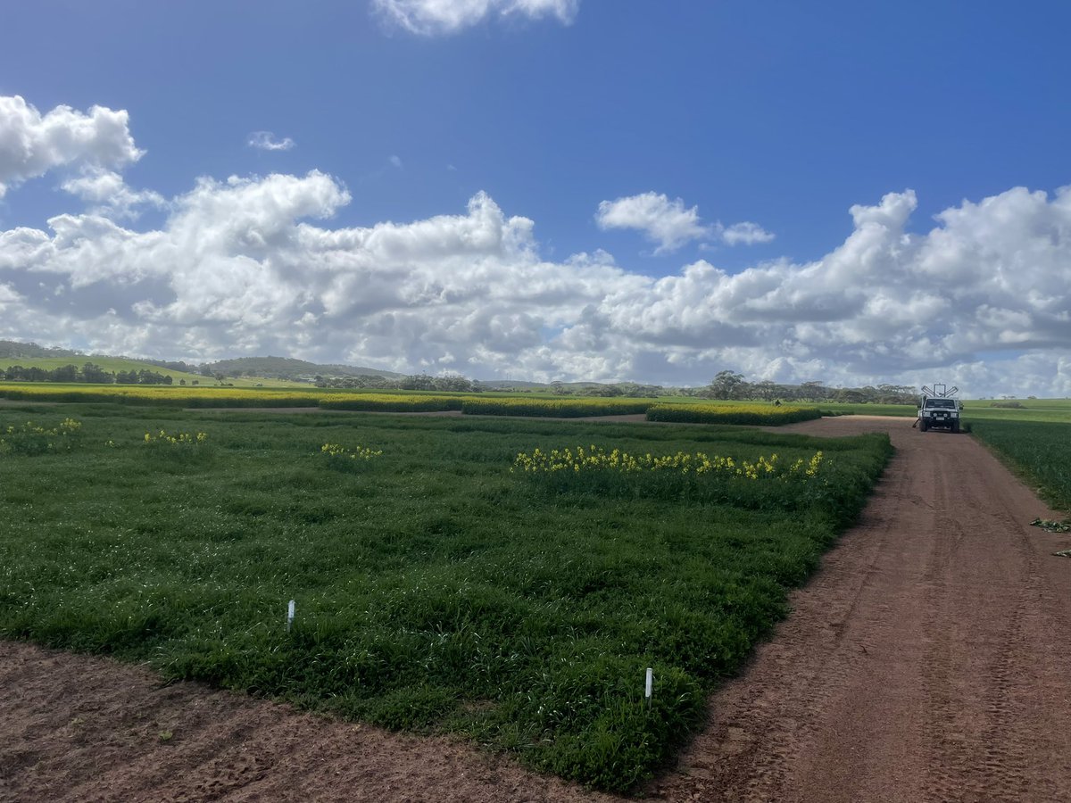 Last minute spray jobs have been cleaned up by <a href="/Headpat10/">Patrick Head</a> and the site looks a treat for the upcoming trial day on Wednesday 8th September. Can smell the pig on the spit already!