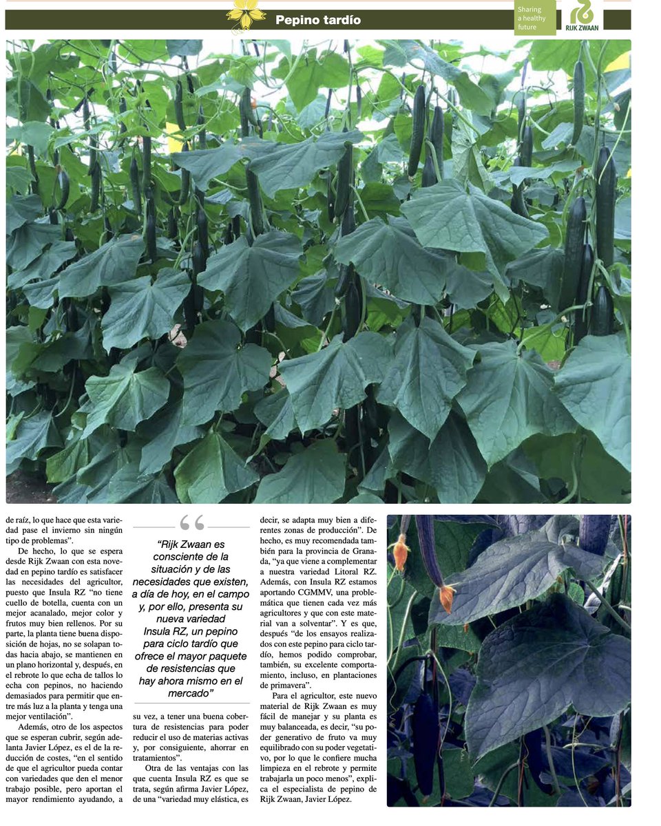Insula RZ, el #pepino tardío con la calidad más potente 👍 innovamosjuntos.es/variedades-de-…