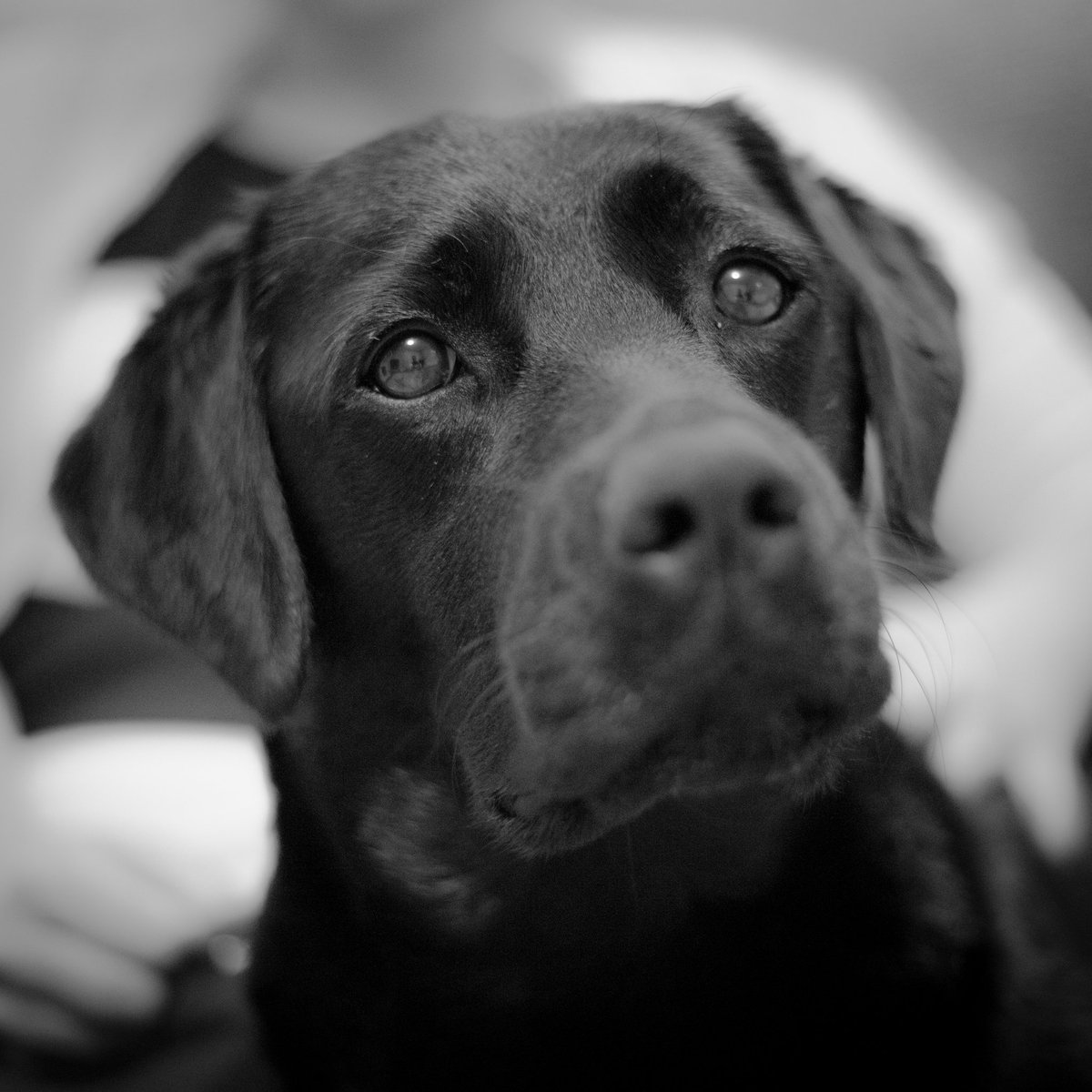 Dan Read (@thedanread) on Twitter photo I've been 4,000 miles away from her for a month now. Not long till home time - can't wait 🐾❤️ #InternationalDogDay I've been 4,000 miles away from her for a month now. Not long till home time - can't wait 🐾❤️ #InternationalDogDay