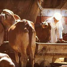 thakurdalipsing's tweet photo. The Namdharis were not only recipients of Sri Satguru Jagjit Singh Ji's grace, but they also safeguarded it and became a model for all humanity. Satguru ji achieved things that no one else had considered, such as Hindu-Sikh unity, ancient music, old age homes, cow protection. https://t.co/5Mq15QcSSa