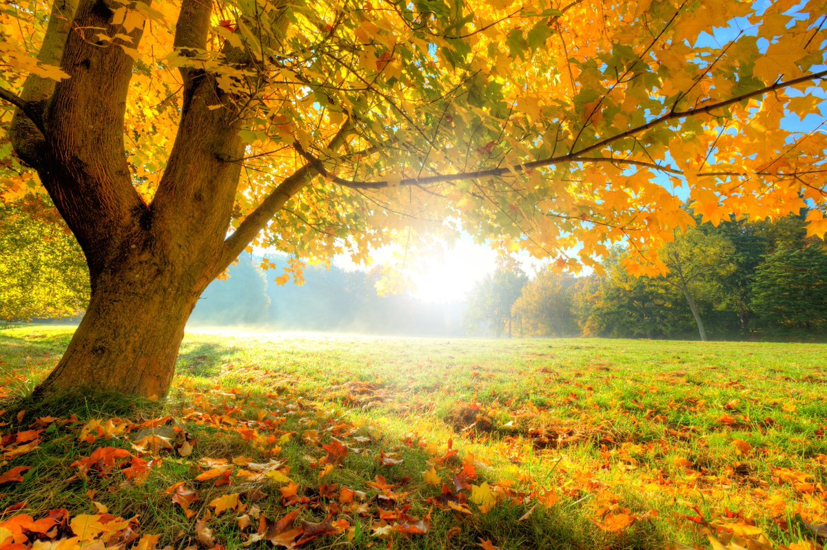 A_AMilne's tweet photo. “The year is arranged badly. Why should the days begin to get shorter at the moment when summer is fully arrived? Why should the evenings be drawing in when we are still having strawberries for tea? Already the oak trees have taken on an autumn look.” ~A.A.Milne #FridayFeeling https://t.co/TJmEJ5pJ5K