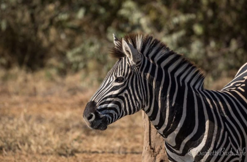 Garonga Safari Company tweet media