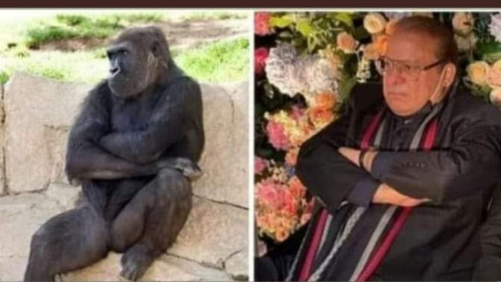 Funny Memes on Twitter: Funny Memes on Twitter: