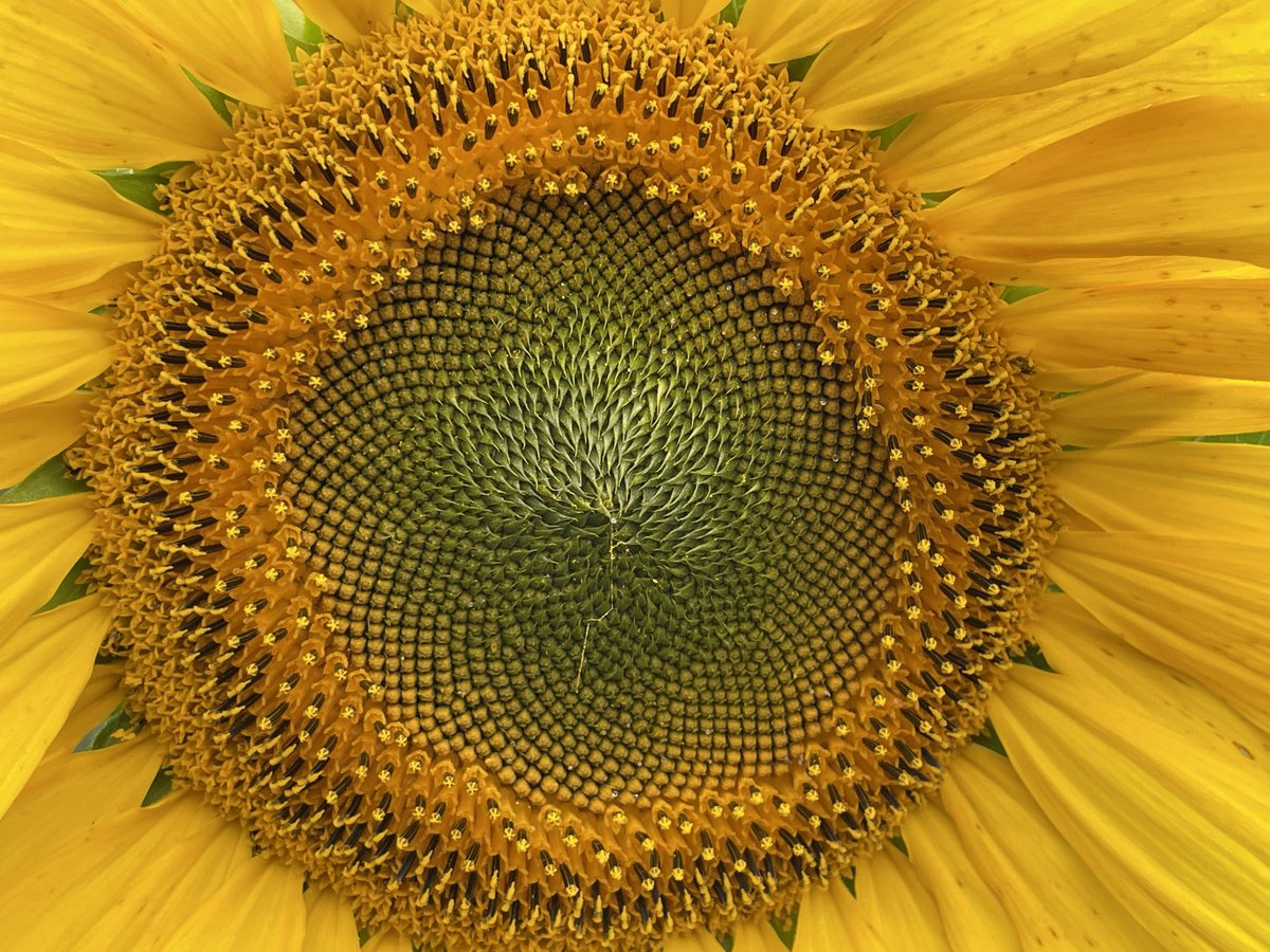 Contrary to what you may think, a sunflower head is actually a collection of hundreds, if not thousands, of smaller flowers. Can be seen in the photo below if you look closely, flowers opening from the outside but not yet the in centre.