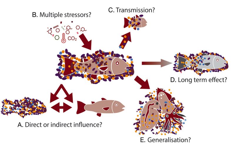 We are very proud to have contributed to this hot-off-the-press review on #microbial symbiosis in human-altered aquatic systems, led by <a href="/StockWillem/">Willem Stock</a>, published in <a href="/AME_IntRes/">Aquatic Microbial Ecology (AME)</a> (+ includes very neat graphics!). Congrats to the <a href="/esee_lab/">ESEE lab (Evol. Stress Ecology & Ecotoxicology)</a> members <a href="/TheysCharlotte/">Charlotte Theys</a> and <a href="/ViennaDelnat/">Vienna Delnat</a>!