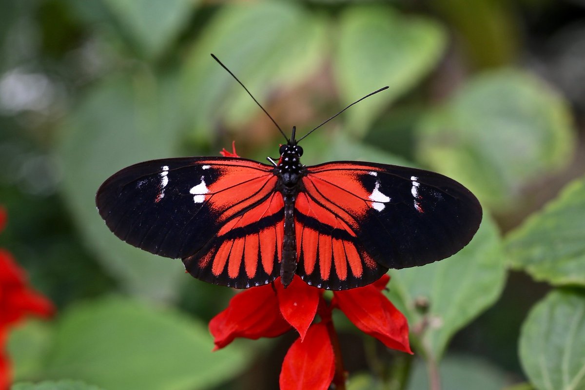 бабочка на цветке хоботок. данаида монарх гусеница. есть ли бабочка. бабочка кернс бердвинг. есть ли бабочка.