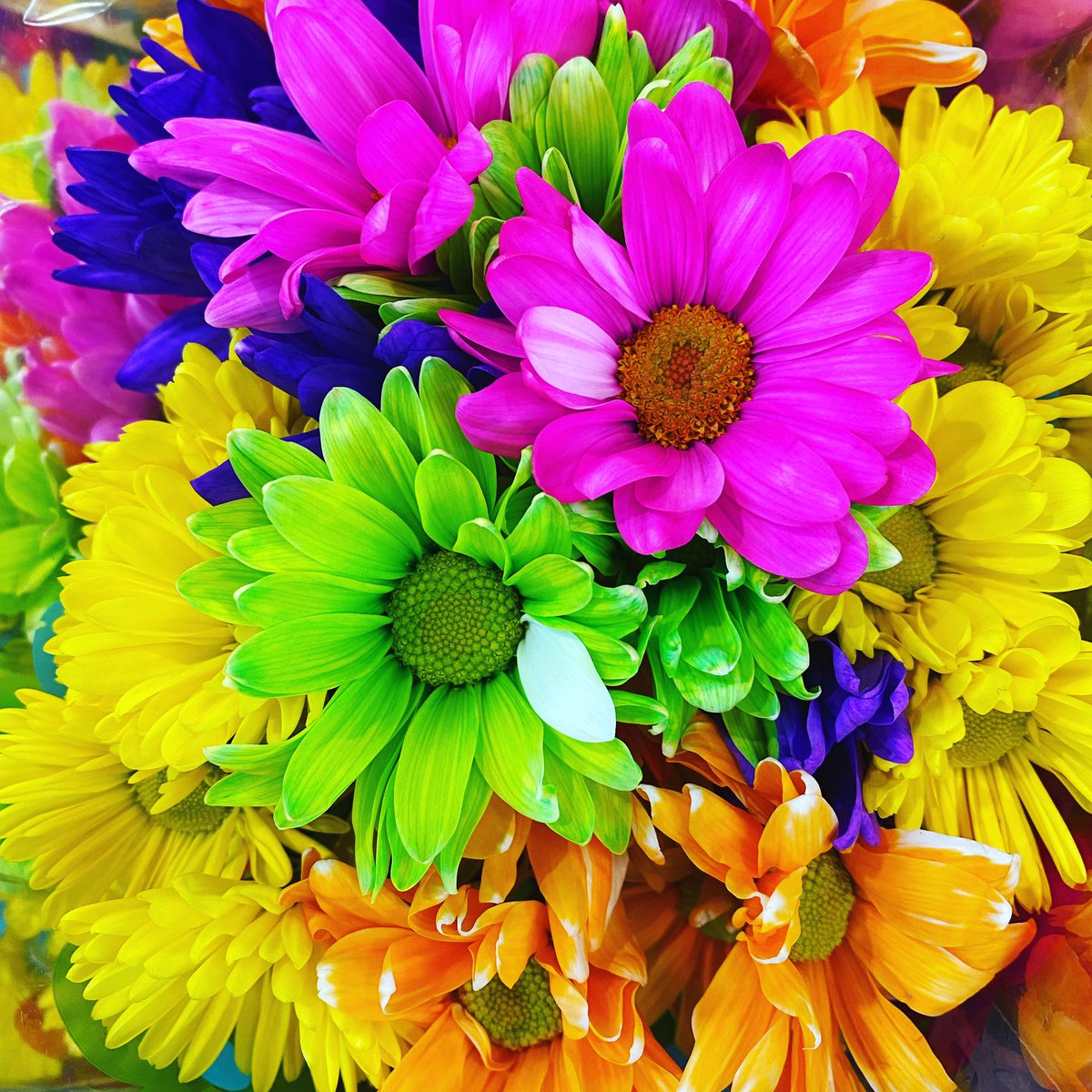 TiffsWrite's tweet image. Start every day with beauty and awe! 

#fridayvibes 
#hope
#joy
#radiant
#vibrantthings 
#naturalbeauty