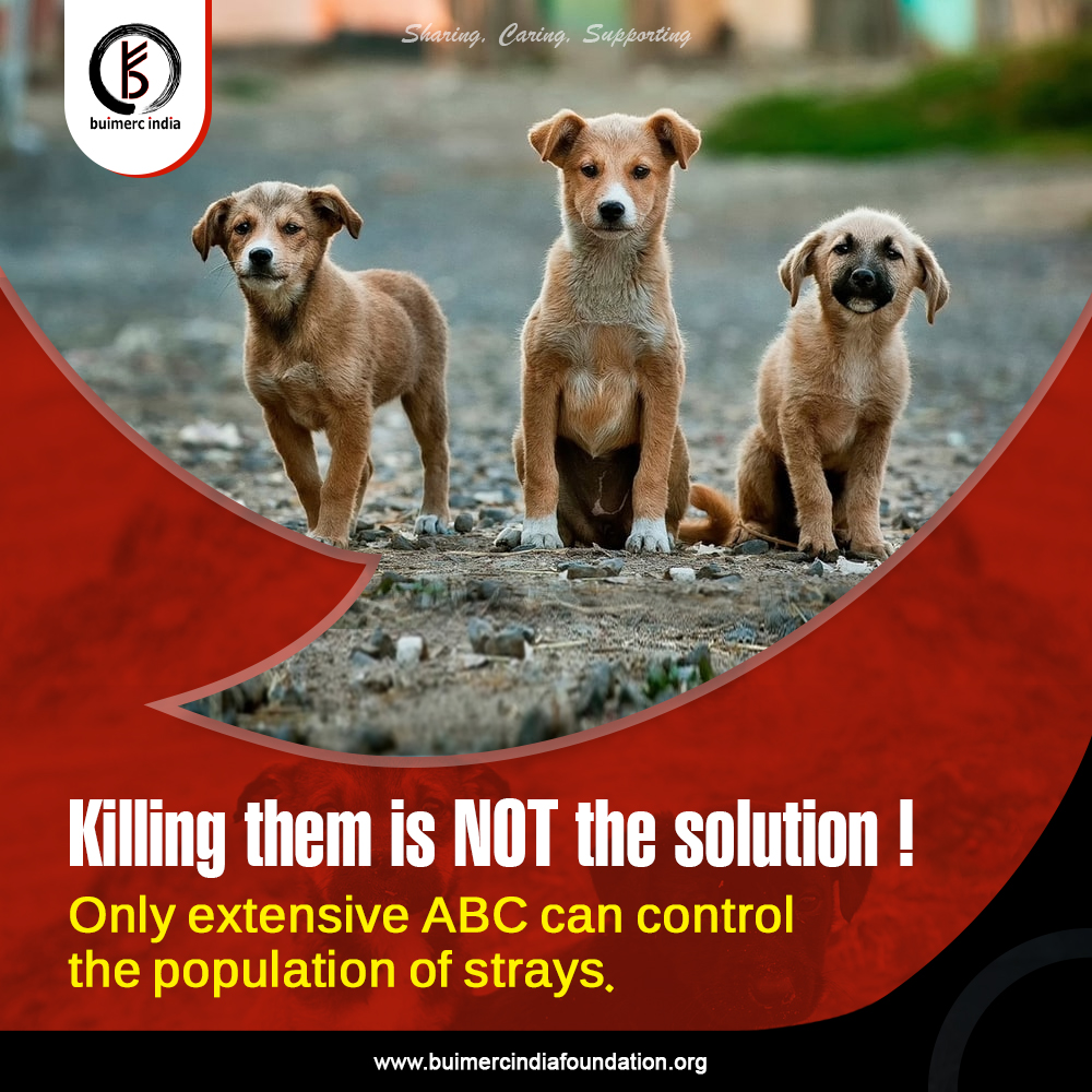 Buimerc India Foundation (@buimerc) on Twitter photo Did you know that a female stray dog can deliver between 12-14 puppies in a year? 🐶
Imagine the explosion in numbers if there are 10,000 dogs in a city?❓
Read Full Article - bit.ly/3BkGDrl
#StrayDogs #dogs #dogsoftwitter #SaveAnimals #feed #buimercindia <a href="/DogsTrust/">Dogs Trust 💛🐶</a> Did you know that a female stray dog can deliver between 12-14 puppies in a year? 🐶
Imagine the explosion in numbers if there are 10,000 dogs in a city?❓
Read Full Article - bit.ly/3BkGDrl
#StrayDogs #dogs #dogsoftwitter #SaveAnimals #feed #buimercindia <a href="/DogsTrust/">Dogs Trust 💛🐶</a>