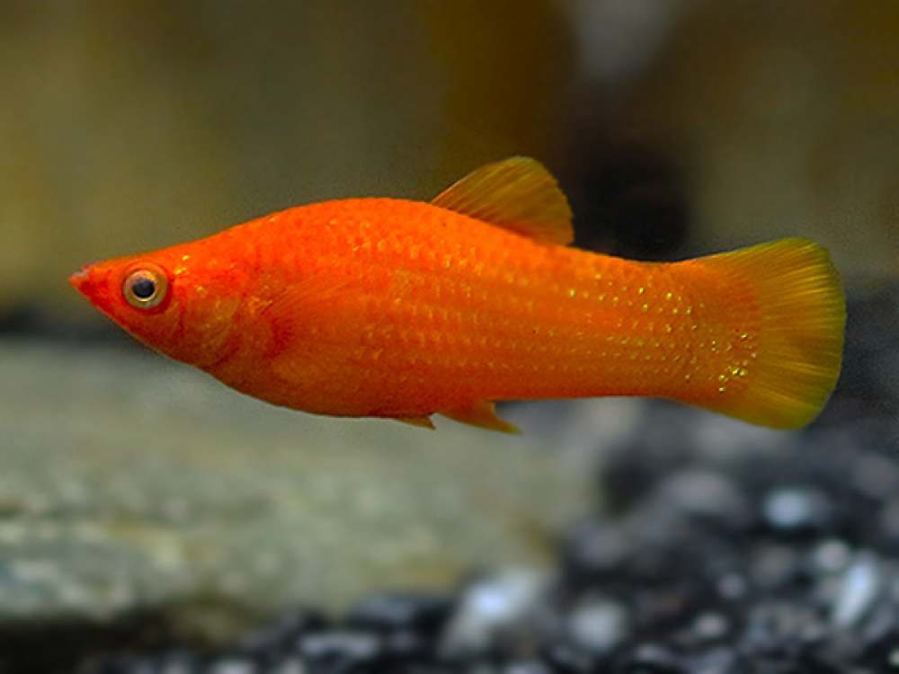 Оранжевая аквариумная рыбка. Оранжевая Моллинезия аквариумная рыбка. Пецилия аквариумная рыбка. Моллинезия мраморная оранжевохвостая. Пецилия Моллинезия.
