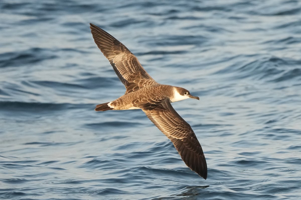 birderonthebank's tweet image. A taste of some great pelagic action with @Scillypelagics in the last couple of weeks. Many thanks to Joe and Bob et al. Look forward to nextyear.