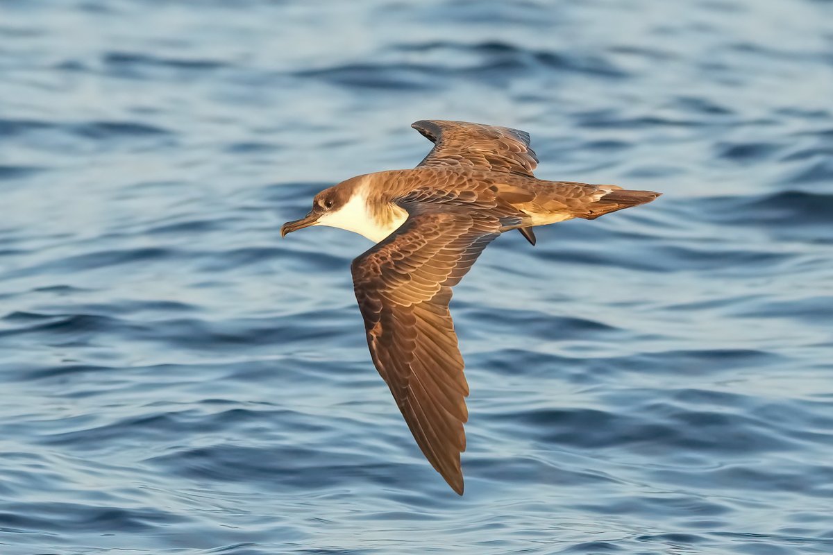 birderonthebank's tweet image. A taste of some great pelagic action with @Scillypelagics in the last couple of weeks. Many thanks to Joe and Bob et al. Look forward to nextyear.