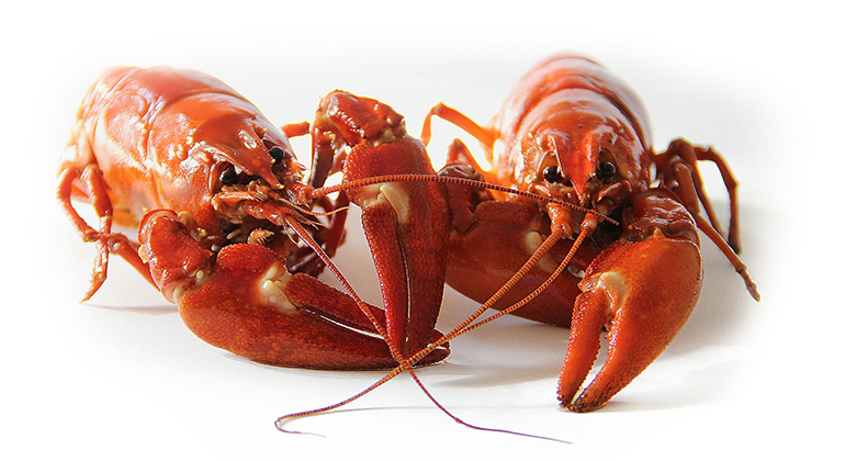 Idag startar årets kräftfiske i Vättern.

Här har vi samlat information och länkar som kan vara bra att ha koll på. 
Dela gärna vidare till vänner som du ska ut och fiska kräftor med.

bit.ly/3jfyezu