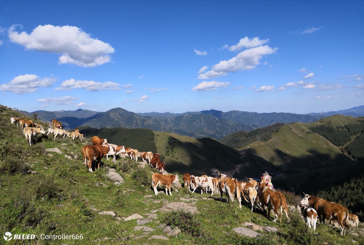 LiFan666's tweet photo. 偶尔翻出以前的照片，好多🐄🐄🐄🐄🐄🐄🐄🐄啊！
找个固定的肌肉🐄！抱紧你握着你含着你🤗🤗🤗带你爽到颤抖，爽到爆炸，爽到飞起，我们相拥而眠……
NO 30+  
NO 娘
NO 🐻🐷🐵
希望你健康向上 https://t.co/vQq8onXGEl