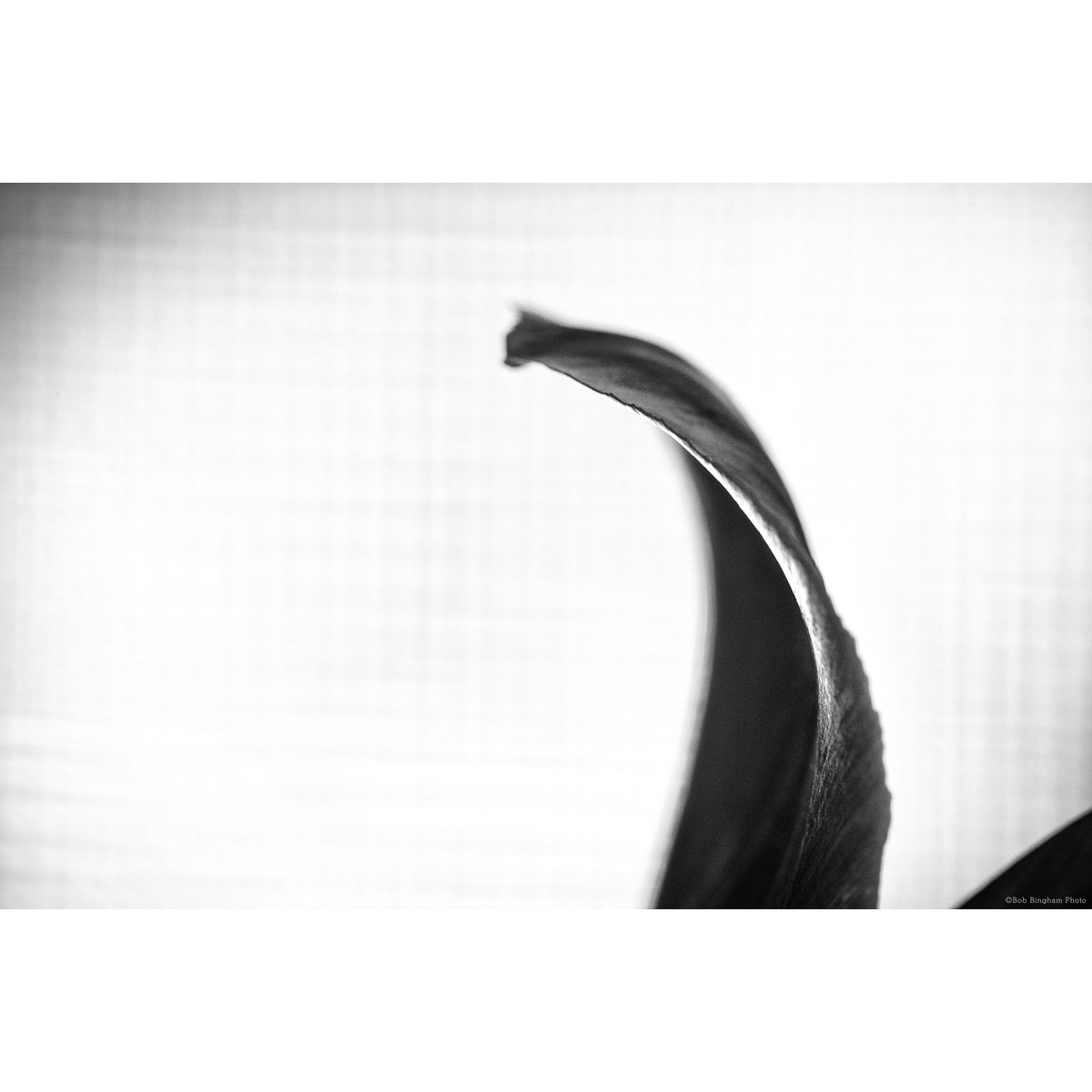 Bob Bingham tweet media