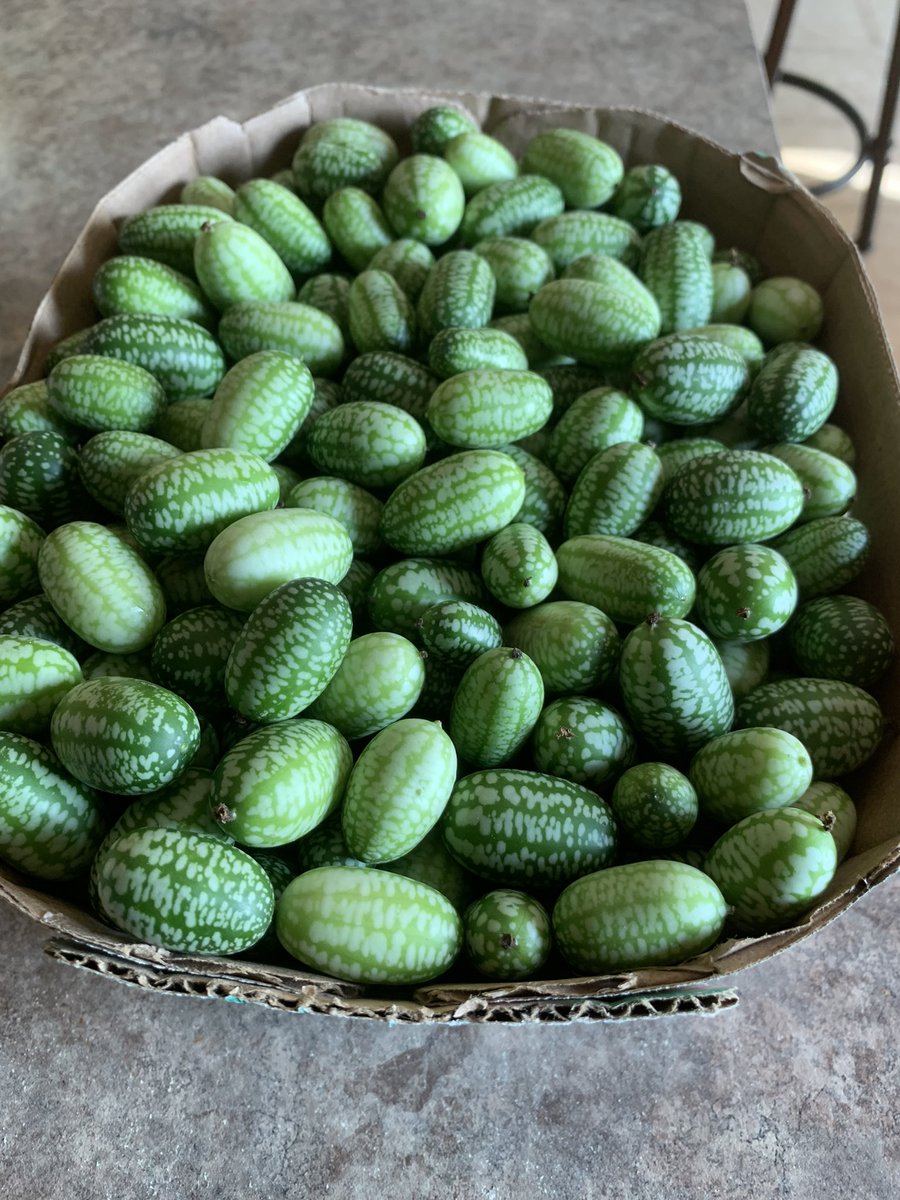 SenatorRobBlack's tweet photo. A first… I bought something called cucamelons from our local #HoppyFieldsFarm CSA and decided to pickle them. The results look good but only time will tell! #WinterStores #BuyLocal #AgricultureMatters https://t.co/IFYwNfJqtA