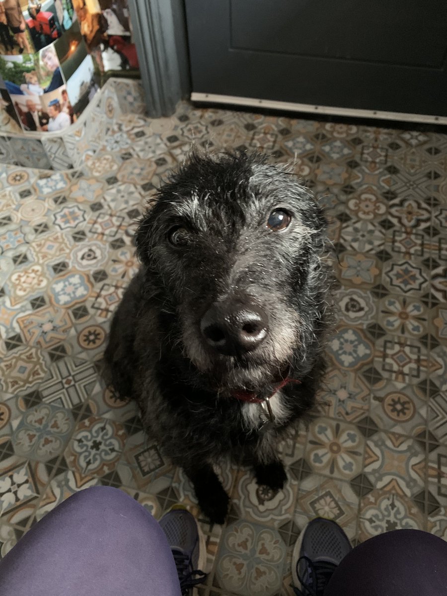 Dexter #InternationalDogDay