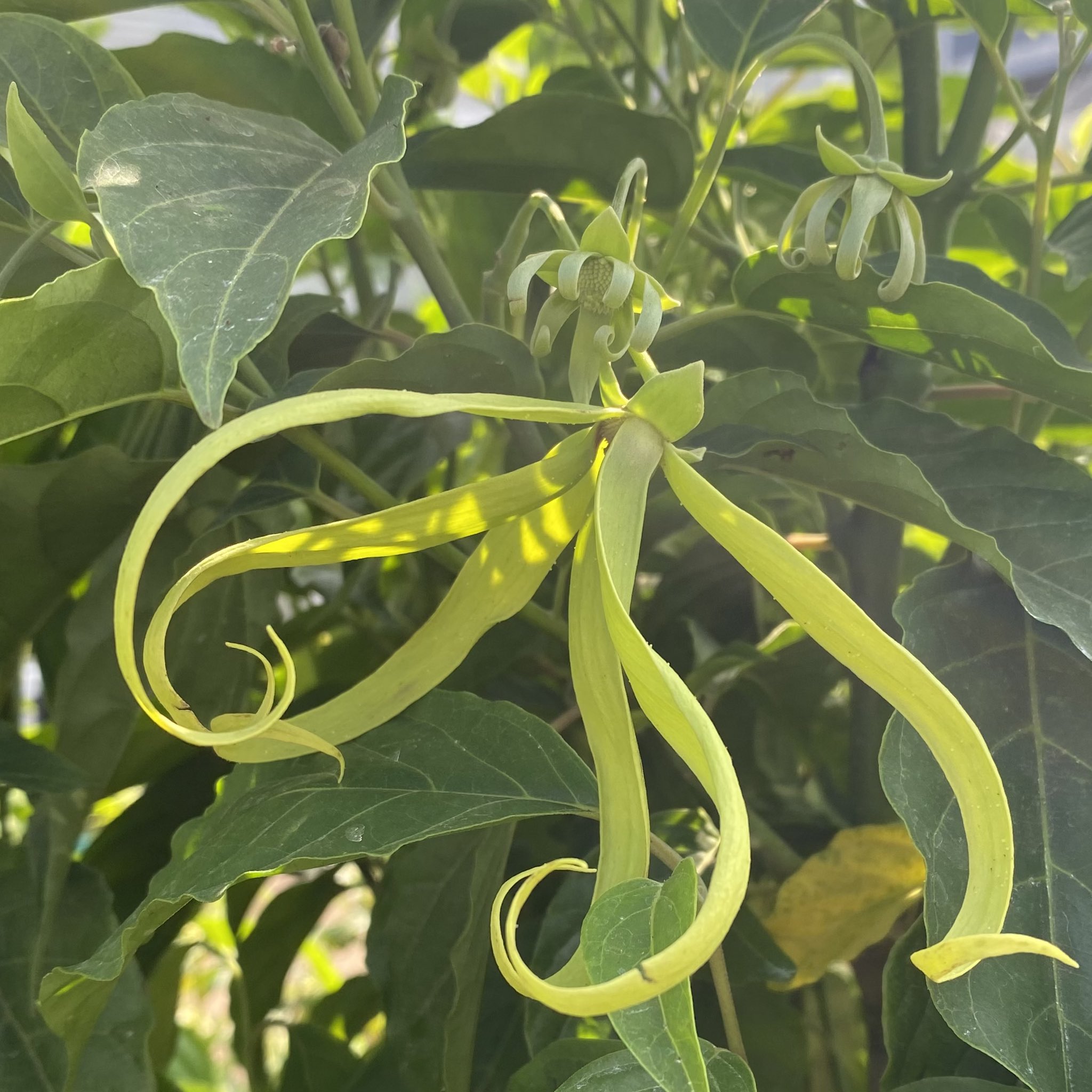 イランイランの木 Twitter Search Twitter