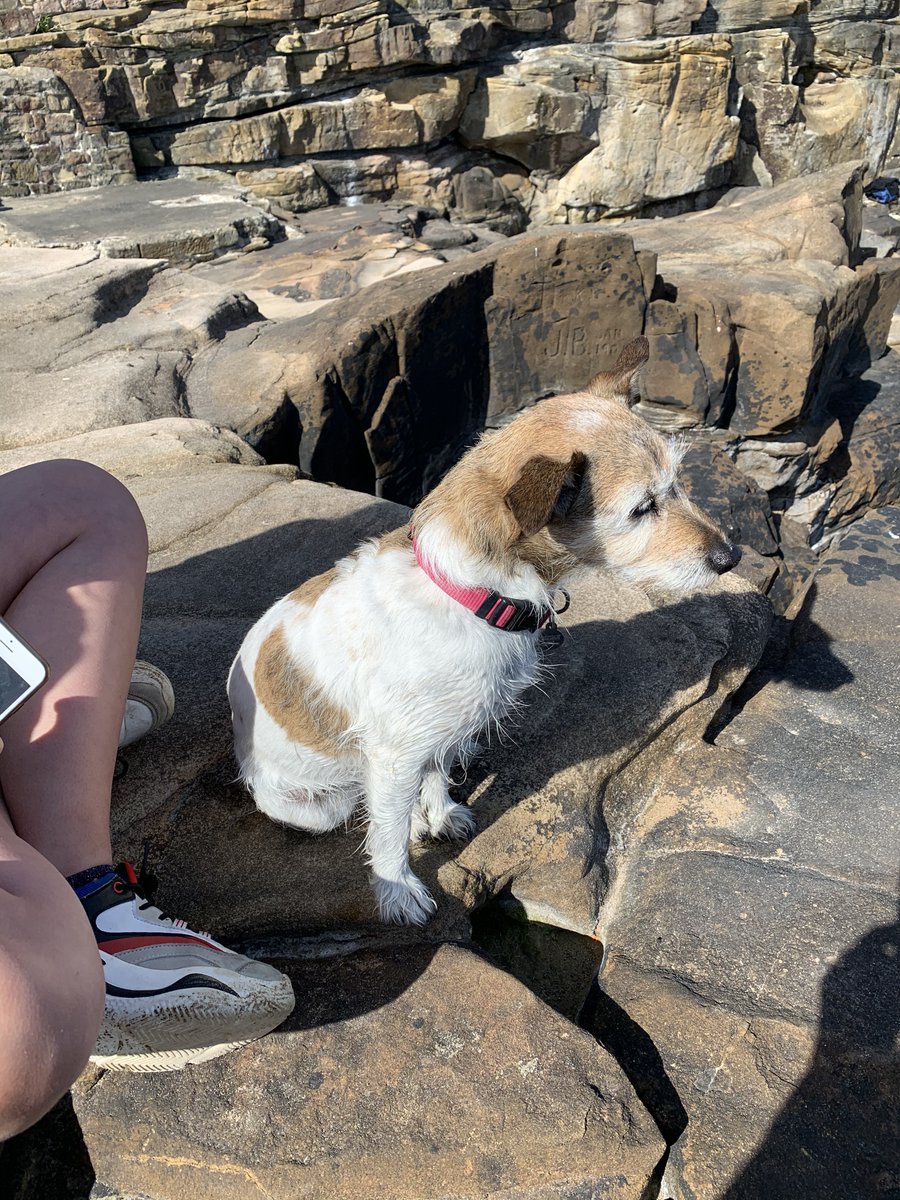 Daisy #InternationalDogDay