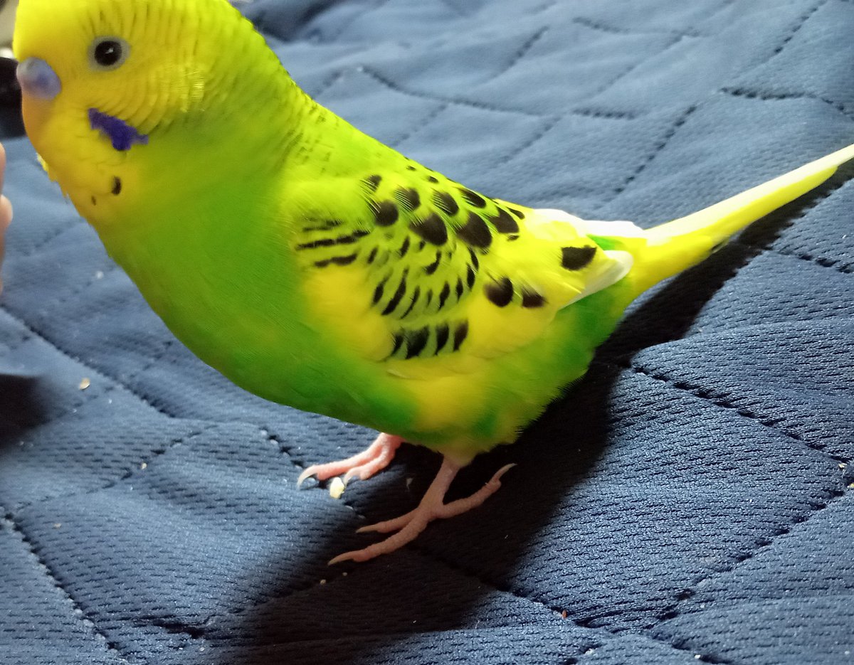 keeee_827's tweet photo. インコ（きーちゃん）♀を探しています。8月27日12時30分頃
水遊びをさせようとしたところ外へ逃げてしまいました。
🔴特徴は歌を歌う（森のくまさん）
🔴体は黄色で頭に白い丸
🔴自分の名前を呼ぶ
🔴人懐っこい
千葉県館山市八幡周辺で保護された方
お礼をお支払い致しますのでご連絡お願いします。 https://t.co/tMHbLVyWIc