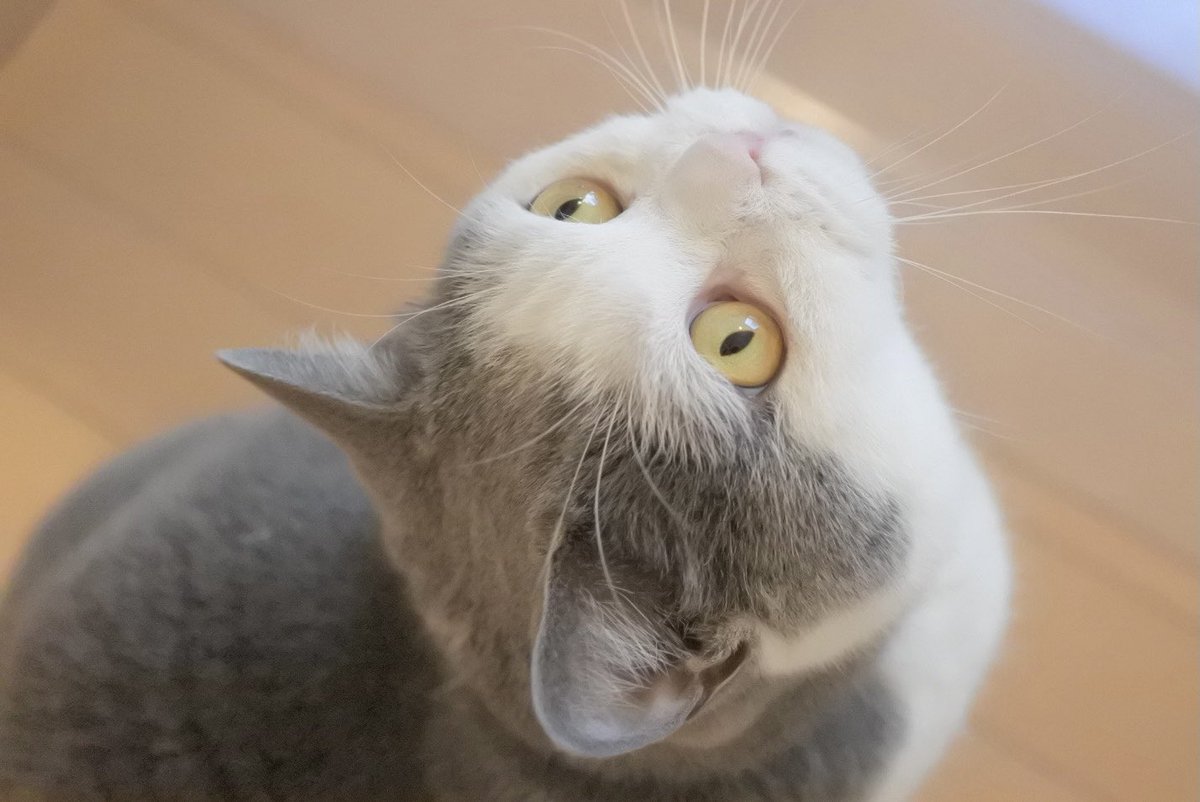 gintaro_nya's tweet photo. 銀ちゃん6歳のお誕生日おめでとう！🎂🎉
これからも元気に過ごしてね🍀

#猫好きさんと繋がりたい #猫モフー #猫写真 #ブリティッシュショートヘア https://t.co/kTiAitz8Oc