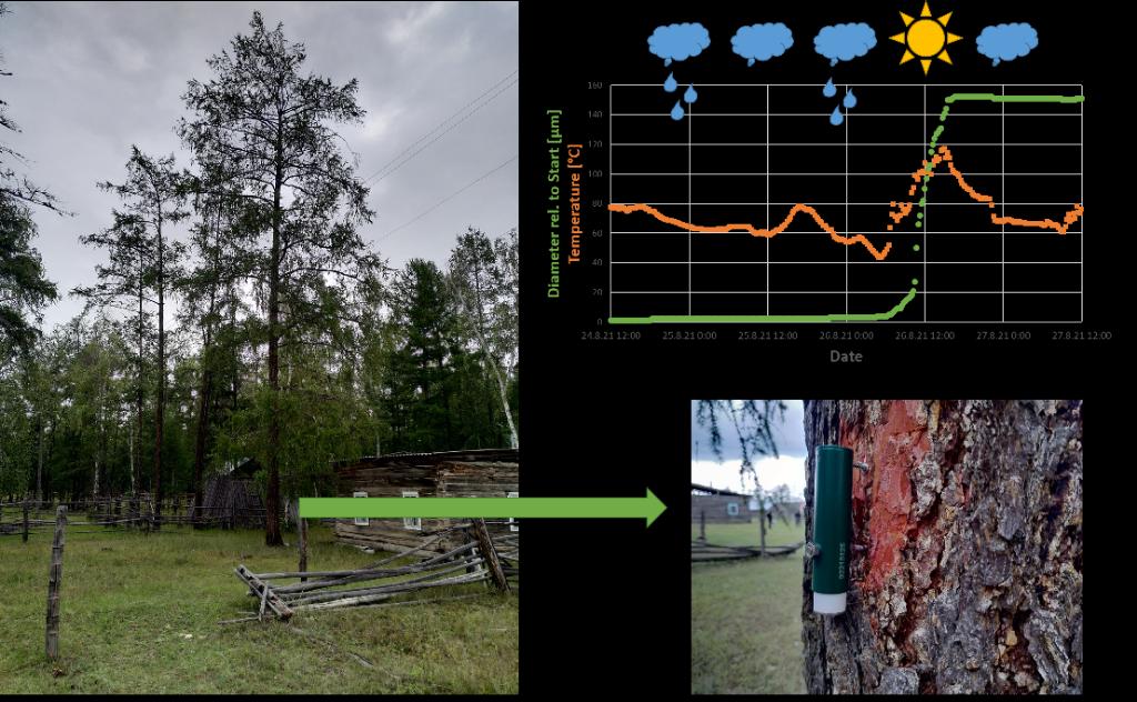 Stefan__Kruse's tweet photo. For parameterization of my vegetation model #LAVESI we attach point #dendrometer on #boreal #forest species east of #Yakutsk
A test on a #larch at one camp revealed a quick growth response after sunny weather followed rain 🤓
Looking forward to 10+yrs data with #TOMST logger 🤩 https://t.co/ZOiDoFD1Wp
