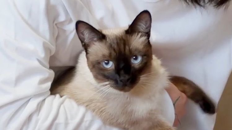 camcamham's tweet photo. ルイ🐱たま https://t.co/19h57yAkSi