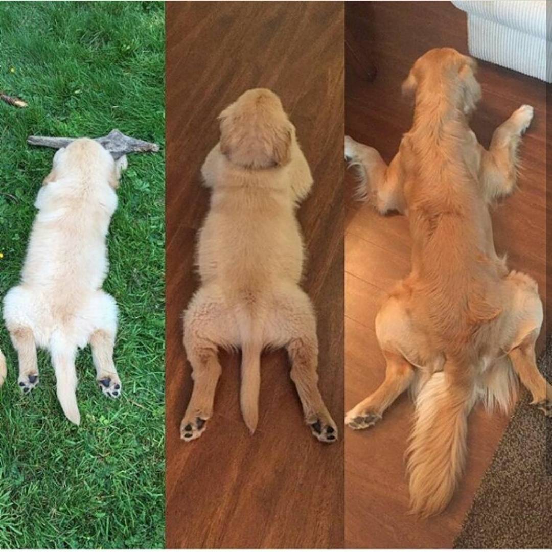 Froggy legs 😂 
Featuring  IG  vancitychef
.
.

#puppylove #pupsofinstagram #p