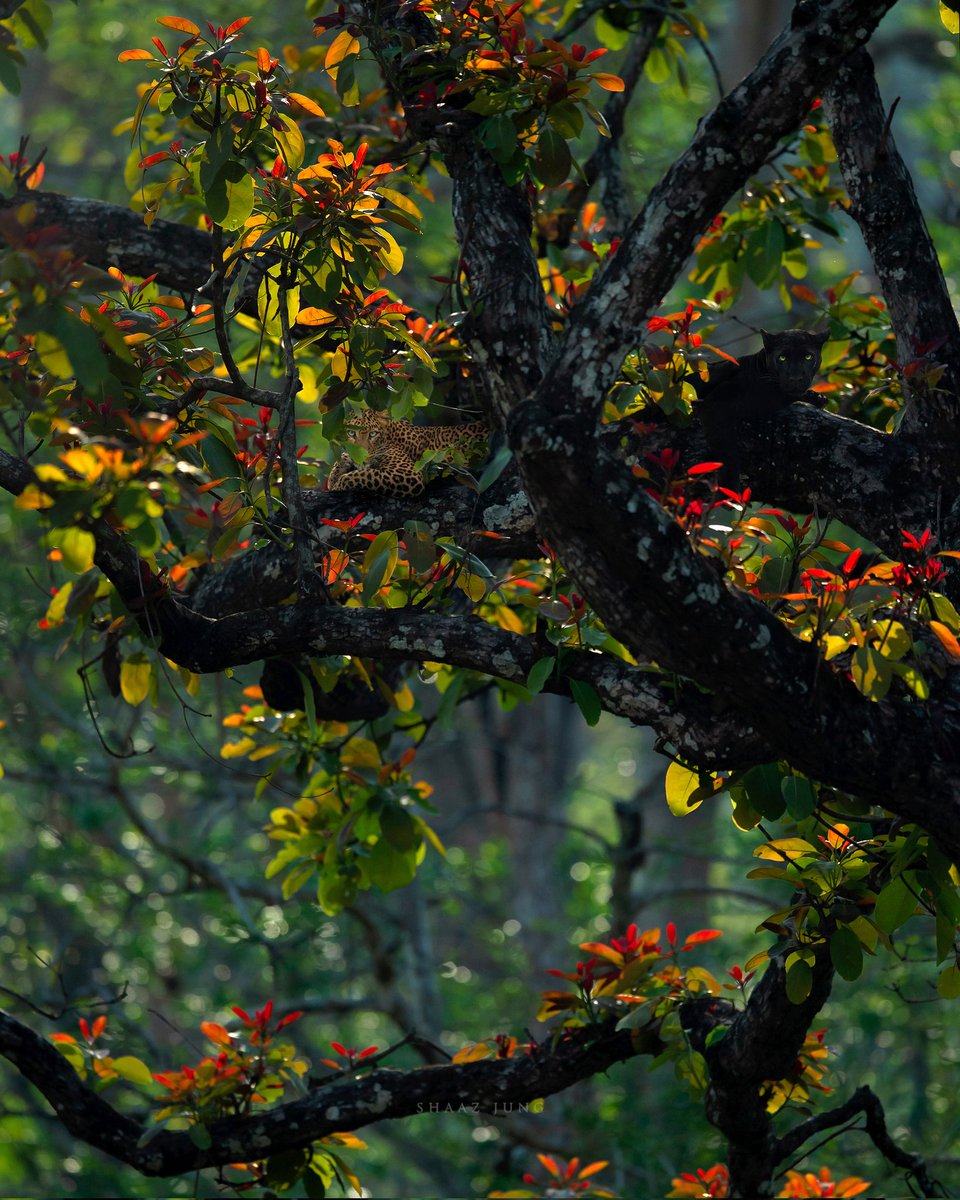 How many eyes do you see 👁 #thejungleiswatching