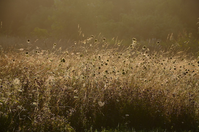 Garden_Notes's tweet image. Herbstfeeling im Wilden Garten: wildgardening.de