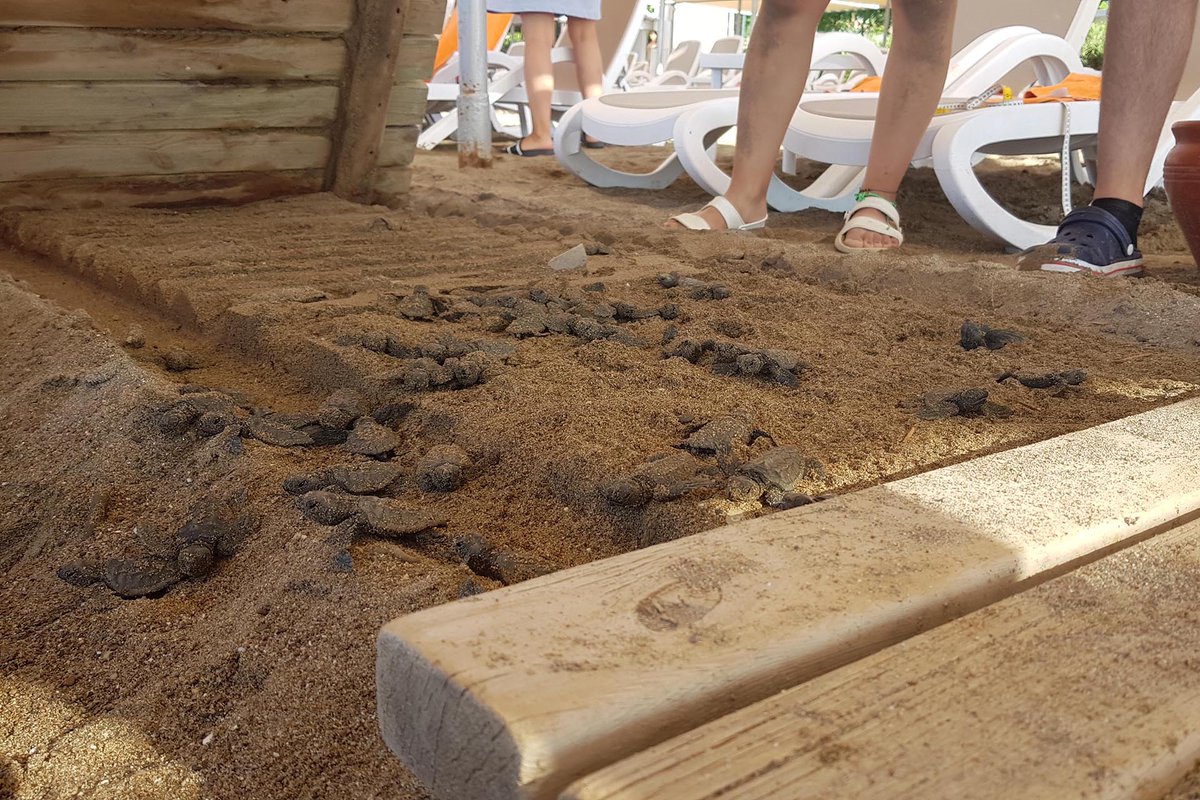 Antalya Belek'te yumurtadan çıkan yavru Caretta carettalar kumsala konulan ahşap yürüme bandında sıkışarak öldü

Dr. Ali Fuat Canbolat: "İnsan faaliyeti nesli tehlike altındaki bu canlılara bir kez daha zarar vermiş ve doğanın düzenine müdahale etmiştir"
evrn.sl/b0GPO2?a=11b