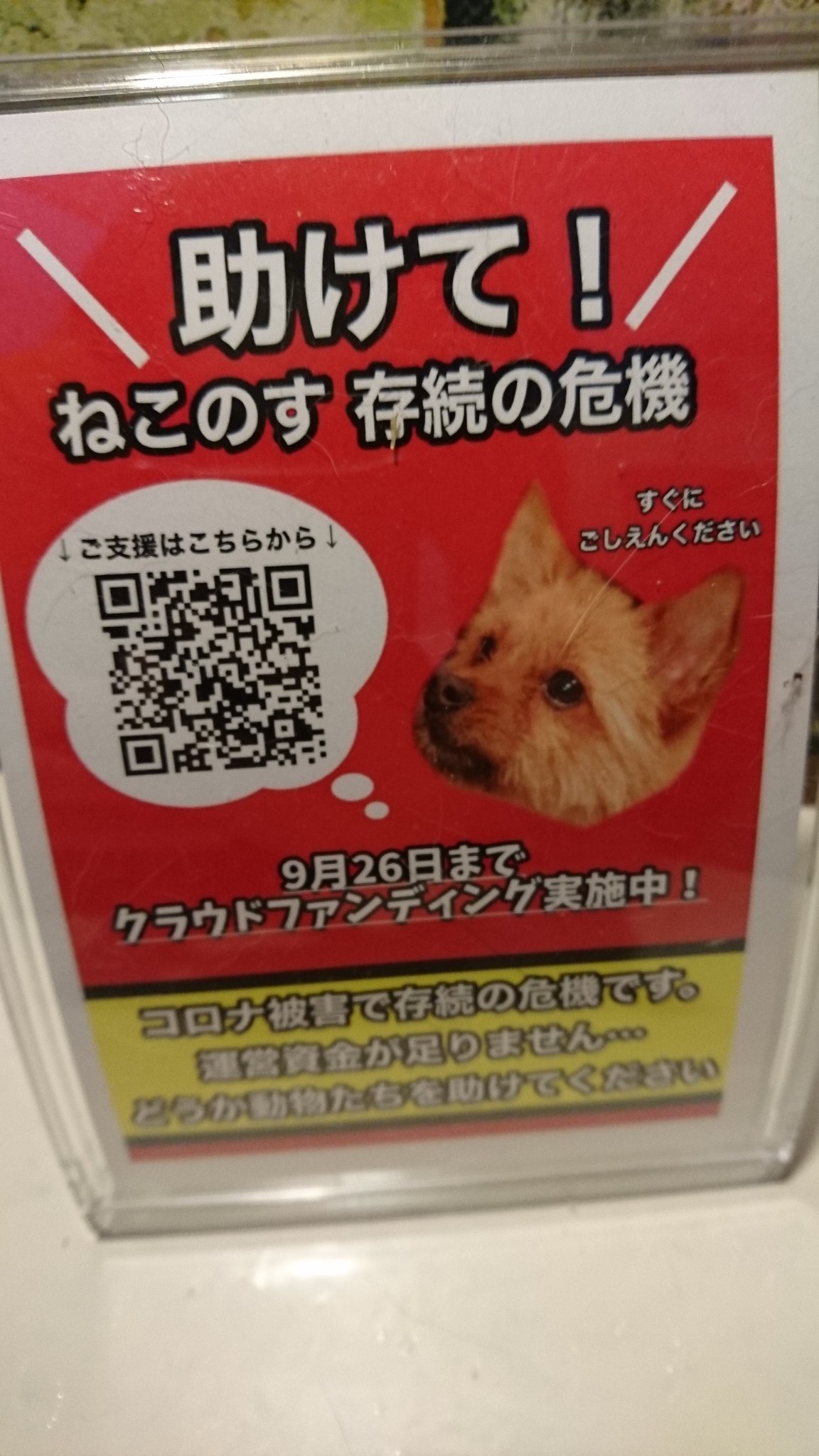 ゆみぱん 保護動物カフェ ねこのす お時間のある方 癒されたい方 動物が好きな方 千葉にあります ホームセンターの隣にあります 道路から二階の窓側に フラミンゴは見えるよ 車の運転は気をつけて 動物保護 動物 東金 動物保護カフェ ねこのす ゆみぱん 保護動物カフェ ねこのす お時間のある方 癒されたい方 動物が好きな方 千葉にあります ホームセンターの隣にあります 道路から二階の窓側に フラミンゴは見えるよ 車の運転は気をつけて 動物保護 動物 東金 動物保護カフェ ねこのす