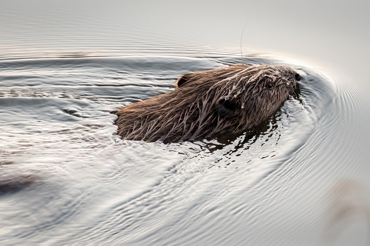 Opportunity for beavers to be wild! Consultation launched by Government this week, public have until 17 Nov to advocate for #EcoEngineers 👉bit.ly/38ey2tM 

Beavers are part of the #NatureBasedSolutions we need to combat the #Nature and #Climate crises🌍

📷 Ron Walsh