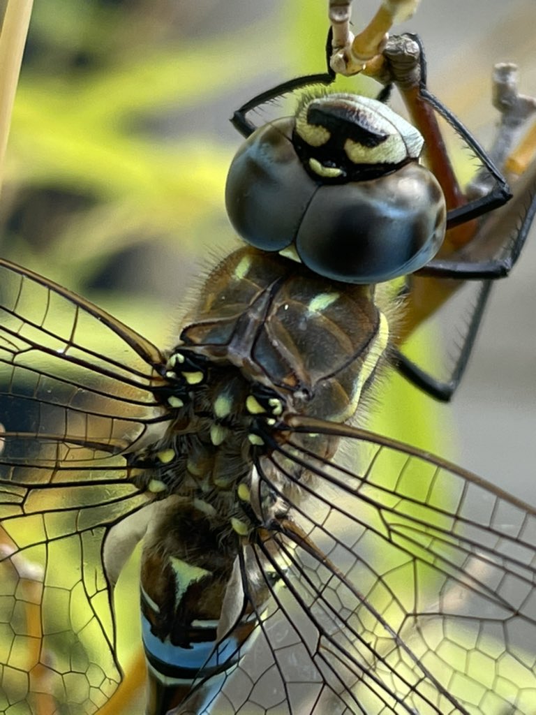 TownsendAnnette's tweet photo. Migrant Hawker visiting my city garden #Aeshnamixta #dragonfly @BDSdragonflies https://t.co/7tDDbX8YgD