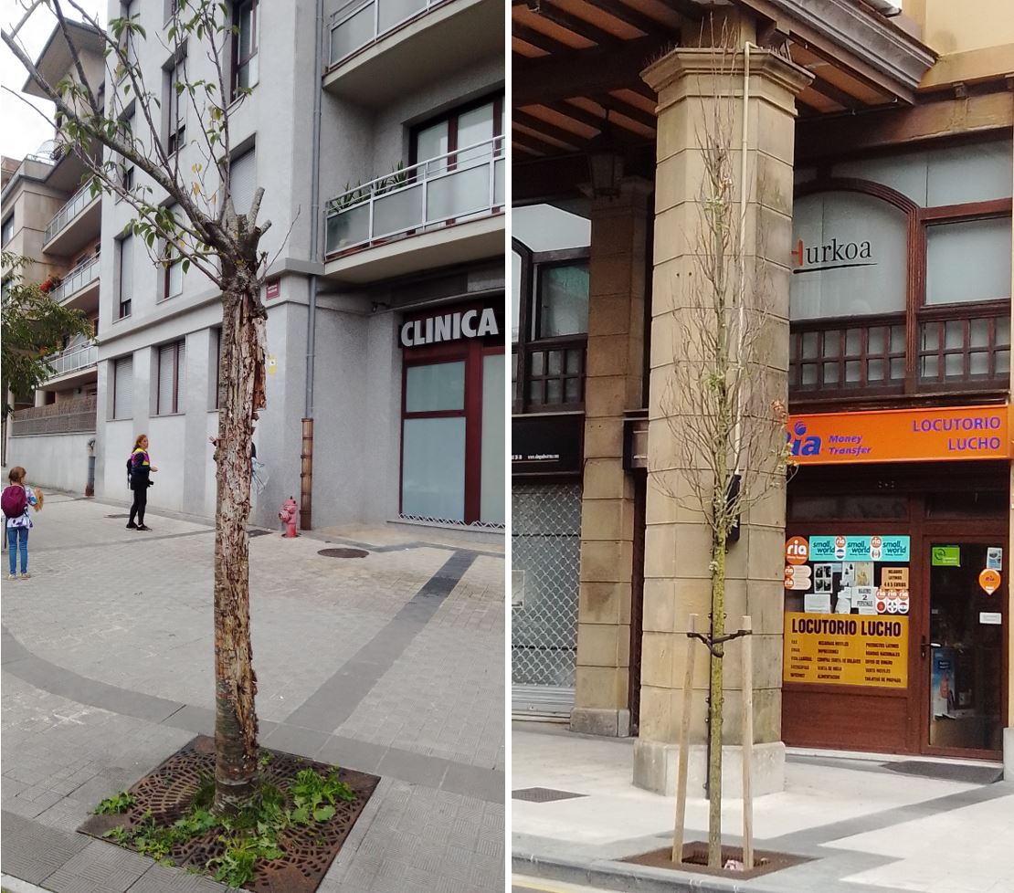SOSterritorios's tweet photo. ➡️#Alcorques cegados o pavimentados
➡️#Árboles estrangulados, caídos, secos o #Talados

Idénticos dramas y nefasta gestión del #ArboladoUrbano en #Irún @Irun_informa que en #Sevilla @Ayto_Sevilla y sus respectivas #Contratas.

Ante el #CambioClimático, más protección y cuidados‼️ https://t.co/FqSTqhU0Ai