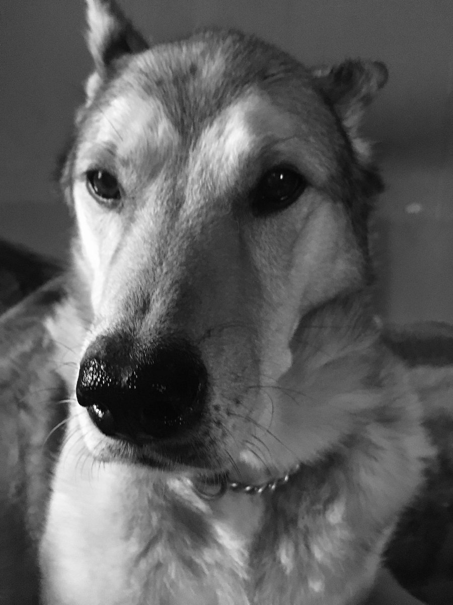 Carla Olson🎶🎶📚📚 tweet media