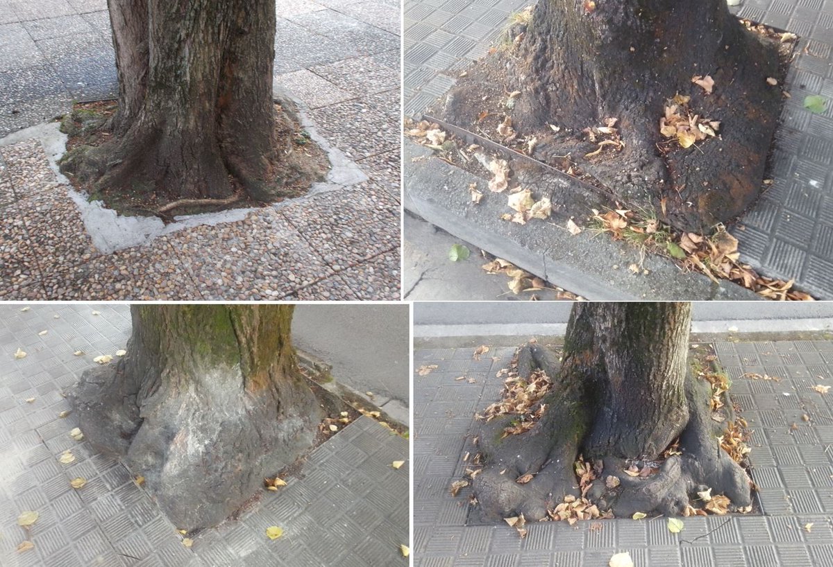 SOSterritorios's tweet photo. ➡️#Alcorques cegados o pavimentados
➡️#Árboles estrangulados, caídos, secos o #Talados

Idénticos dramas y nefasta gestión del #ArboladoUrbano en #Irún @Irun_informa que en #Sevilla @Ayto_Sevilla y sus respectivas #Contratas.

Ante el #CambioClimático, más protección y cuidados‼️ https://t.co/FqSTqhU0Ai