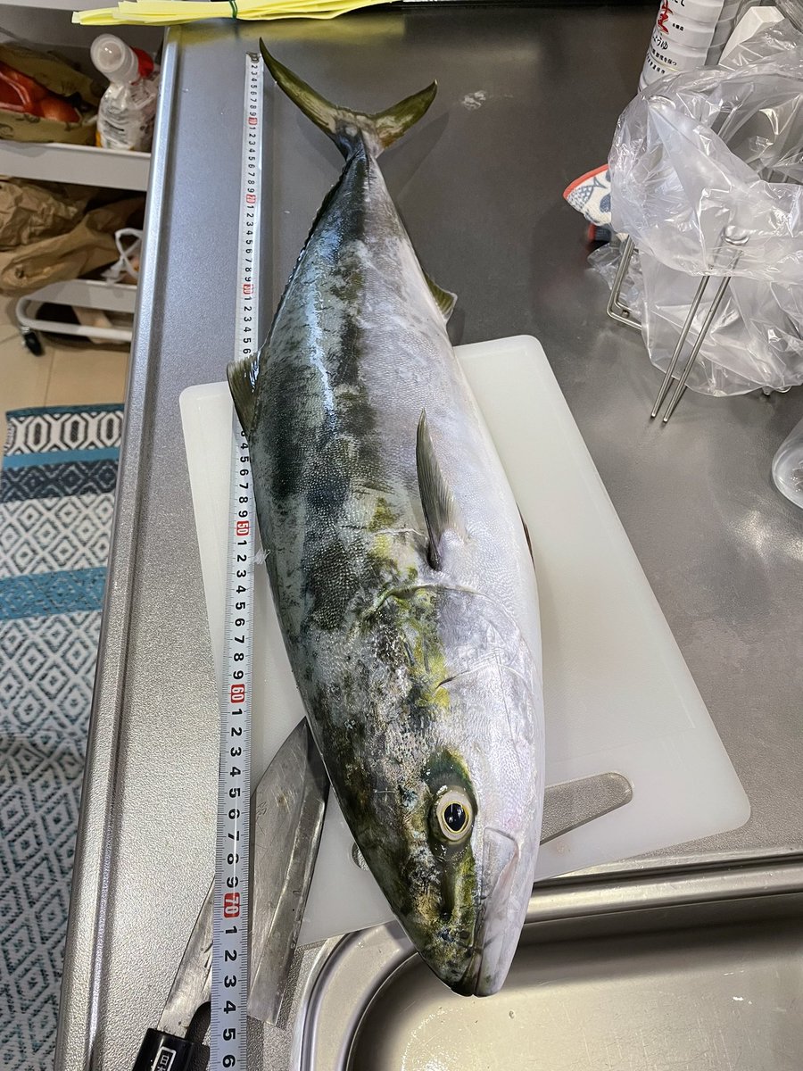 モンスターショットのスキッピングでバコッ！凄まじいスプラッシュと共にガツン。ドラグ出る出る。氷締め実測74cm。
 #ワラサ  #イナダ  #ショアジギ  #ジギング  #内房  #外房  #南房  #房総  #モンスターショット  #SHIMANO   #ブリ  #千葉  #釣り  #釣り好きと繋がりたい