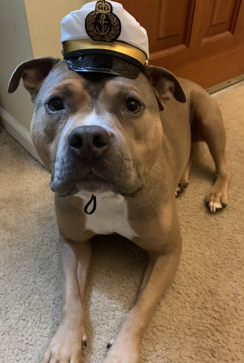 ResidentDogsGvl's tweet photo. @dog_rates https://t.co/S26LFxfoBw