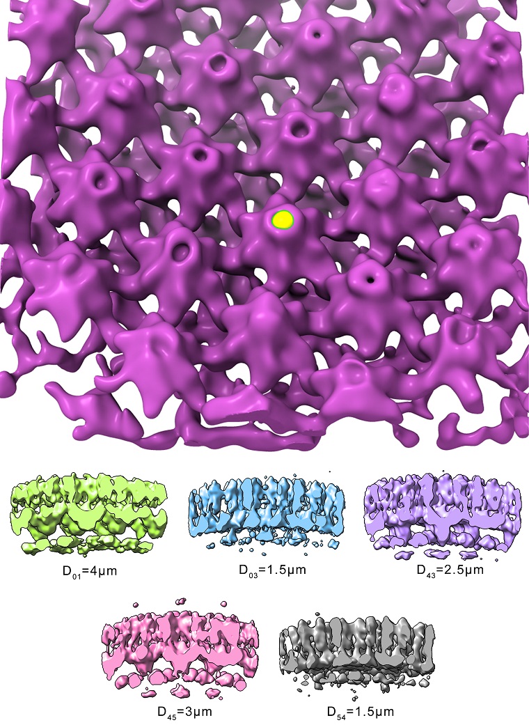 PLOS Biology (@plosbiology) on Twitter photo Step-by-step guide for subtomogram averaging using Dynamo software, with special focus on particle picking & particle averaging. This enables efficient processing for all experience levels & user-specific projects <a href="/SteScaramuzza/">Stefano Scaramuzza</a> <a href="/dynamo_cryoET/">Daniel Castaño Díez</a> #PLOSBiology plos.io/3ylU48K Step-by-step guide for subtomogram averaging using Dynamo software, with special focus on particle picking & particle averaging. This enables efficient processing for all experience levels & user-specific projects <a href="/SteScaramuzza/">Stefano Scaramuzza</a> <a href="/dynamo_cryoET/">Daniel Castaño Díez</a> #PLOSBiology plos.io/3ylU48K