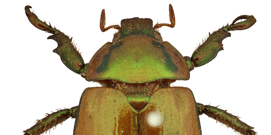 ejtaxonomy's tweet image. [#Entomology] 🪲 Taxonomic revision of the genus Oplognathus MacLeay, 1819 (Coleoptera: Scarabaeidae: Rutelinae: Rutelini)

🔗 DOI: doi.org/10.5852/ejt.20…
▪️ @TamaraGCarvalho - @Geniates &amp;amp; Paschoal C. Grossi
#Coleoptera #Scarabaeidae #Rutelinae #Rutelini #amazingbeetles #beetles