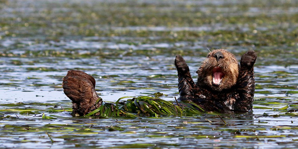 Hooray! It's Friday! dailyotter.org/posts/2021/8/2… 📸: @elkhornslough