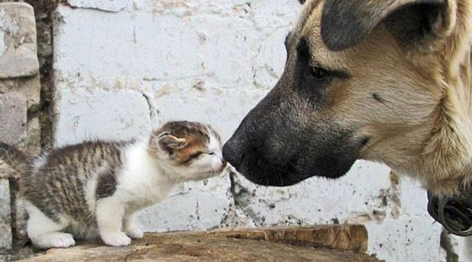 "Podemos juzgar el corazón de una persona por la forma en que trata a los animales". (Immanuel Kant)

#NoAlMaltratoAnimal 🐾 #NoAlAbandono  #NoCompresAdopta