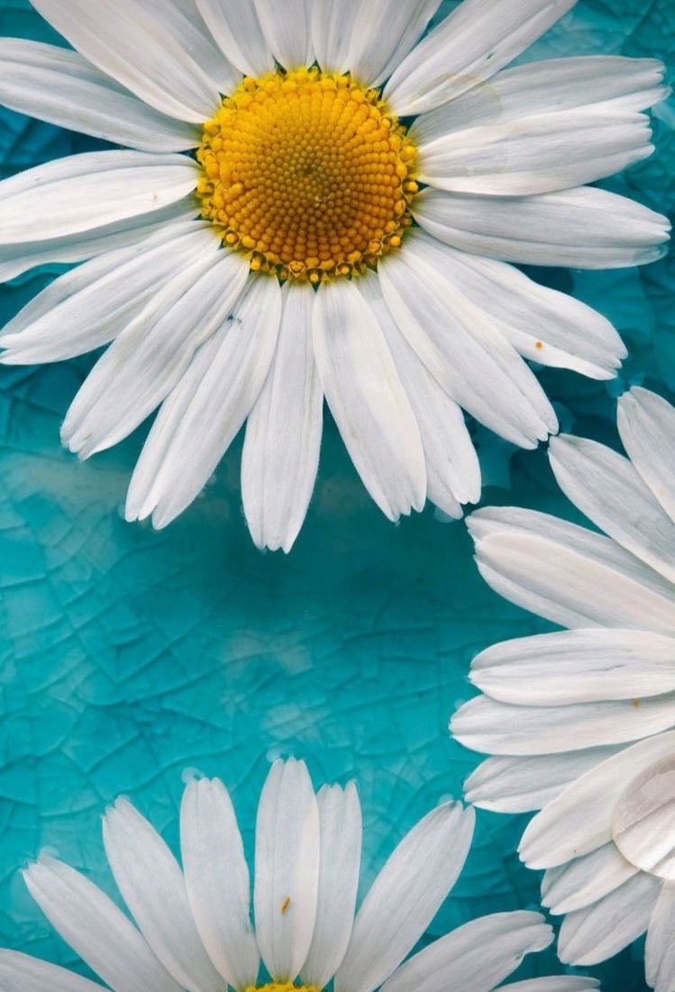 saçmalık (@zula_ll) on Twitter photo 