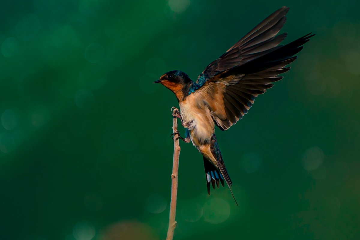 FBiodiversidad's tweet photo. Una golondrina puede llegar a consumir casi 1.000 moscas y mosquitos al día 🦟

Las golondrinas son un insecticida natural, cuídalas 💪

Destruir sus nidos no solo es cruel y una práctica ilegal, también es muy poco inteligente 🤦‍♂️

#Biodiversidad https://t.co/21ZQujt1Ld