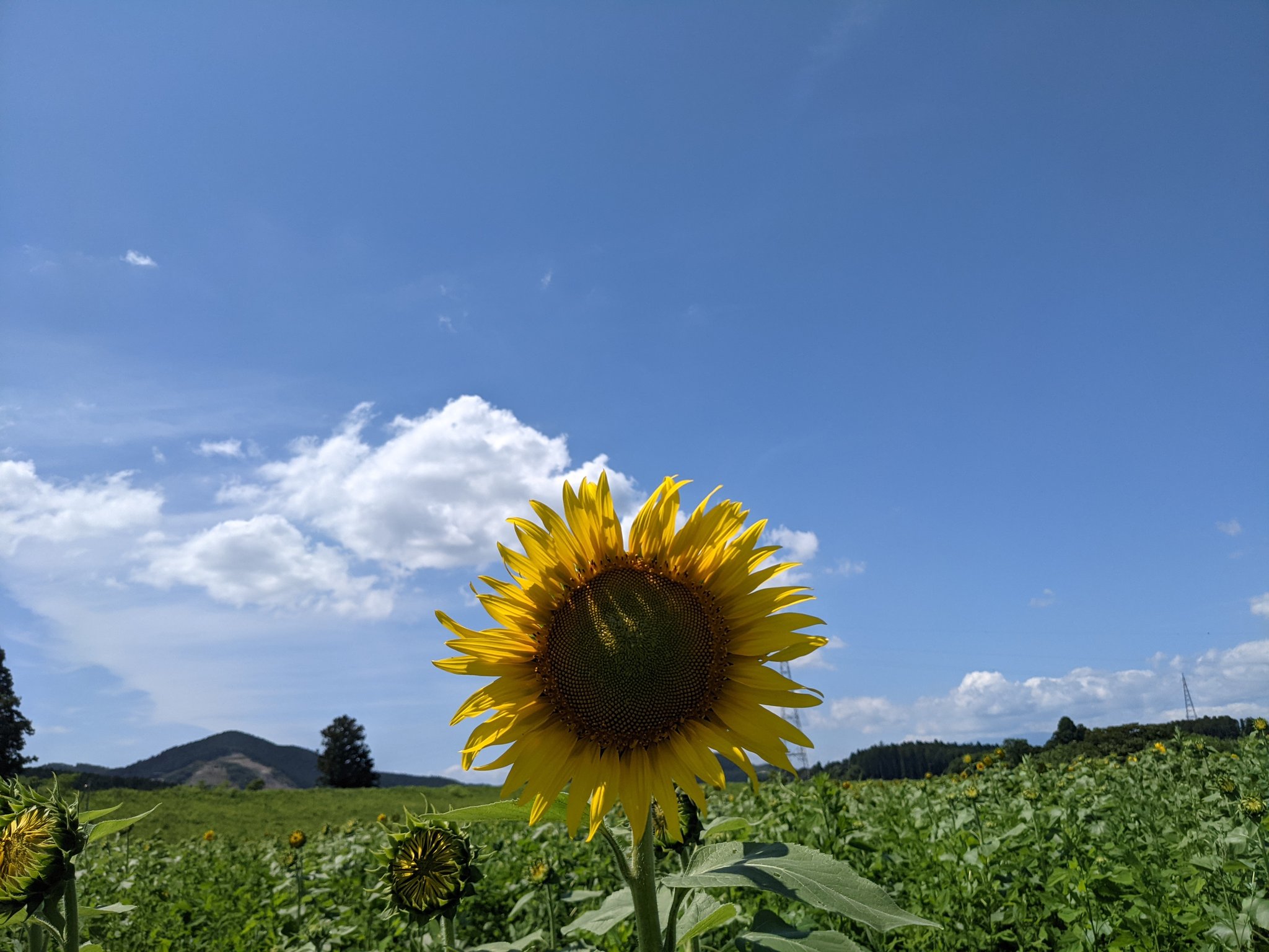 目黒浩文 こんばんは 宮城県亘理町逢隈地区のおおくま花畑です 今年は２年振りにヒマワリ が咲き始めました 数日後の9月初めが見頃だと思います 阿武隈川右岸河川敷の東北本線のすぐ上流側です 亘理町 亘理町逢隈地区 おおくま花畑 ひまわり畑