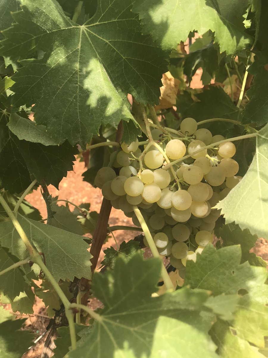 PRENSAL. Aqui neix el proper Son Caló Blanc!
...
#prensal #uva #grape #vendimia #verema #mallorca #bodegas #petra tierra #soncaloblanc #harvest #mallorcawine #mallorcawinery