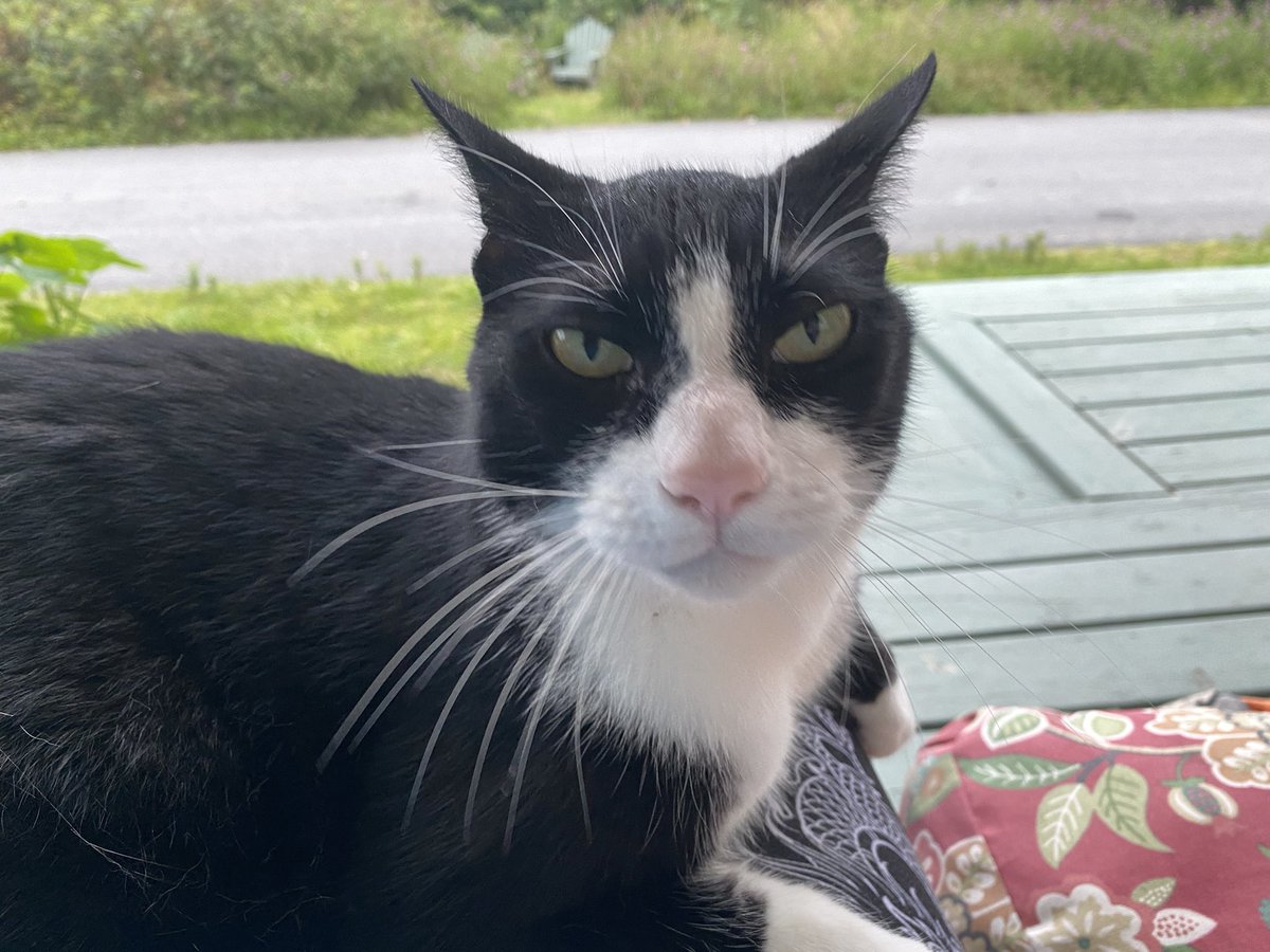 slewisimpson's tweet image. Another post for #NationalDogDay. The Labrador accepts, unconditionally. The beagle judges, always. The cat hates everything. Basically, I have Reviewers 1,2, &amp;amp;3 in the house. #petsofmun