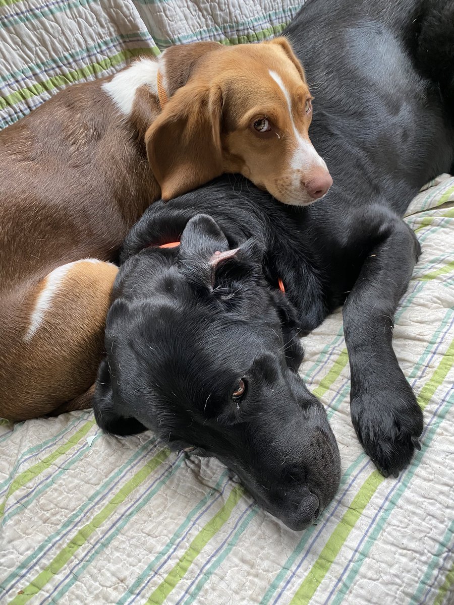 slewisimpson's tweet image. Another post for #NationalDogDay. The Labrador accepts, unconditionally. The beagle judges, always. The cat hates everything. Basically, I have Reviewers 1,2, &amp;amp;3 in the house. #petsofmun
