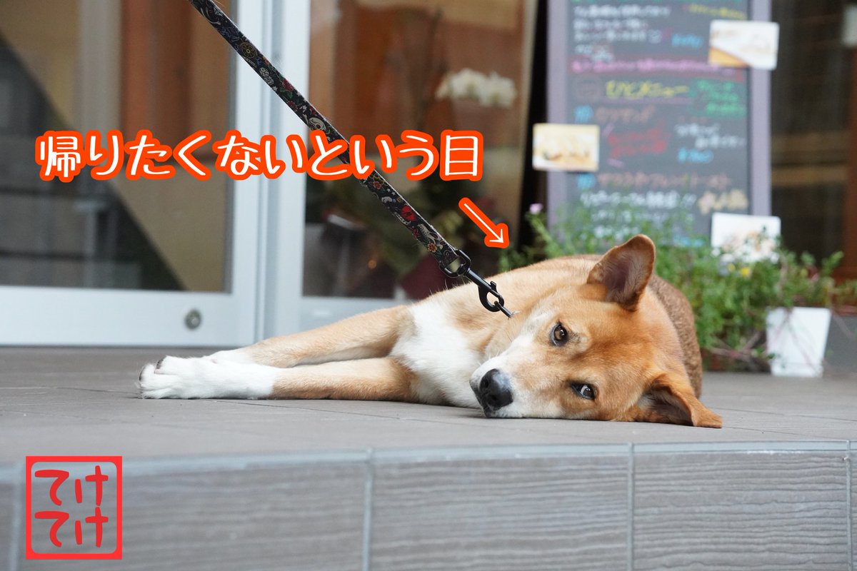 ウェルネスドッグパーク てけてけ Kurateke11 Twitter