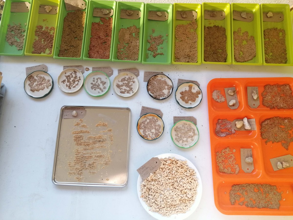 🌱 Prenez-en de la graine ! 🌱

- Retour en images -

Cette semaine n'a pas été de tout repos pour Greg' notre gardien de semence. Il a fallu extraire les graines d'une belle production de tomates afin de pouvoir les ressemer l'année prochaine ! 🍅

#graines